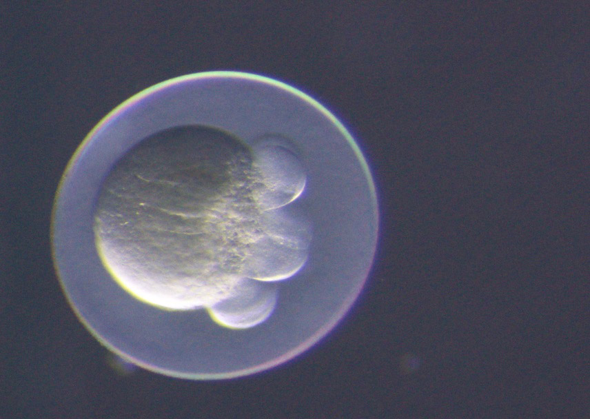 A fertilized fish egg at a later stage of cell division.