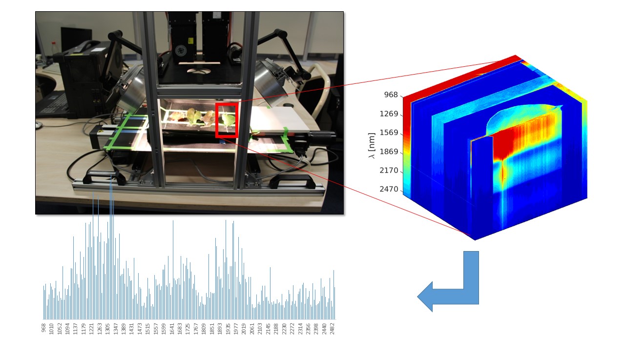 Leaf samples being scanned by hyperspectral cameras in a laboratory. The analysis of image data by machine learning allows conclusions about wavelengths essential to symptom detection, thus enabling the development of optical analysis methods adapted for use in the field.