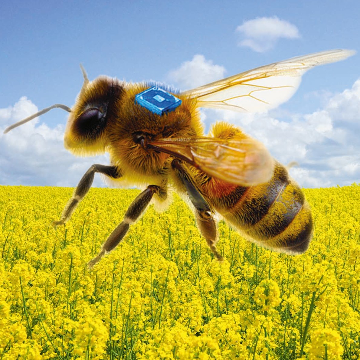 Konzept eines bienengetragenen RFID-Sensors, der unterstützt durch eine miniaturisierte Batterie des Fraunhofer IZM die Forschung zur Bienengesundheit vorantreiben soll