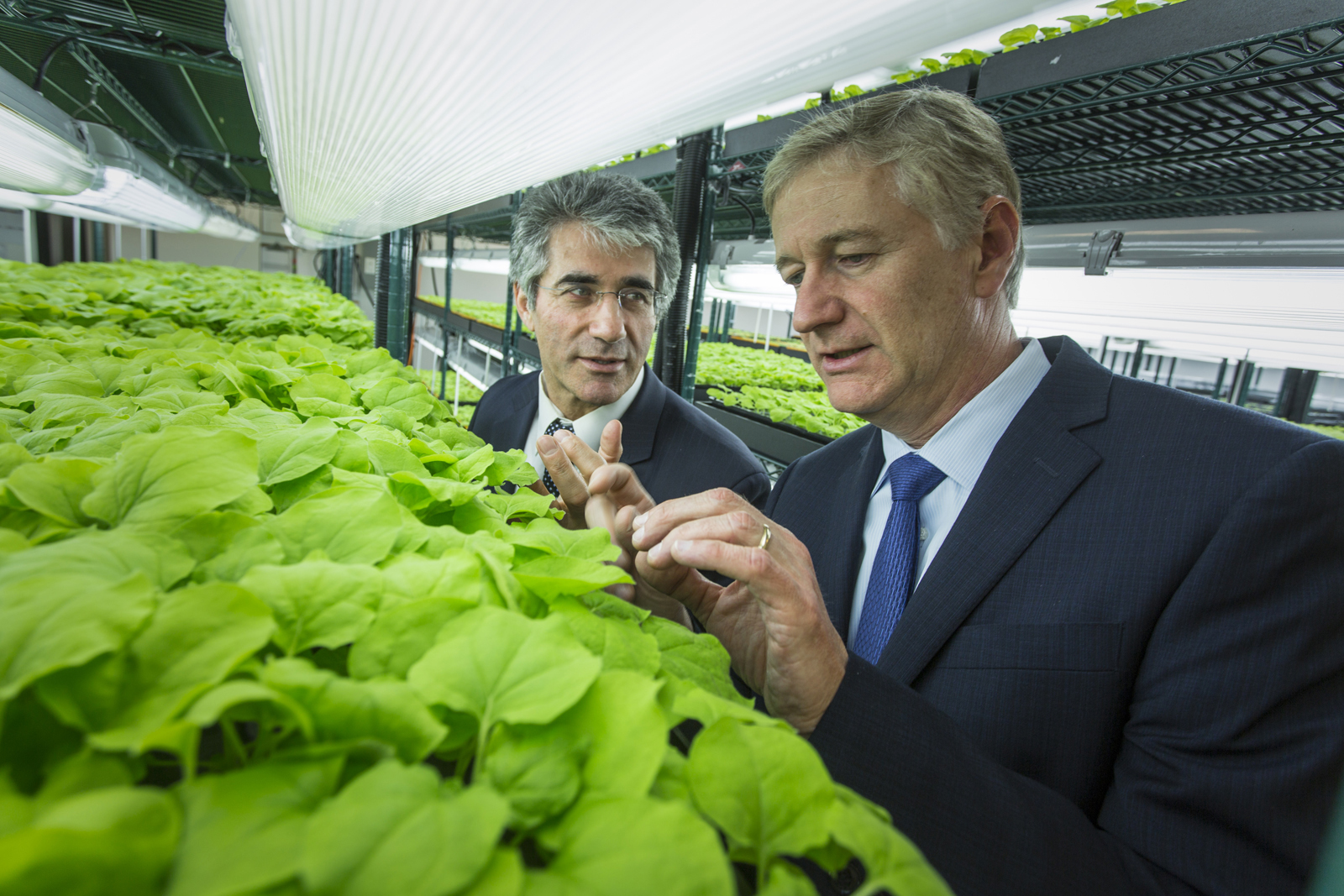 Automatisierte Tabakfarm produziert Impfstoffe
