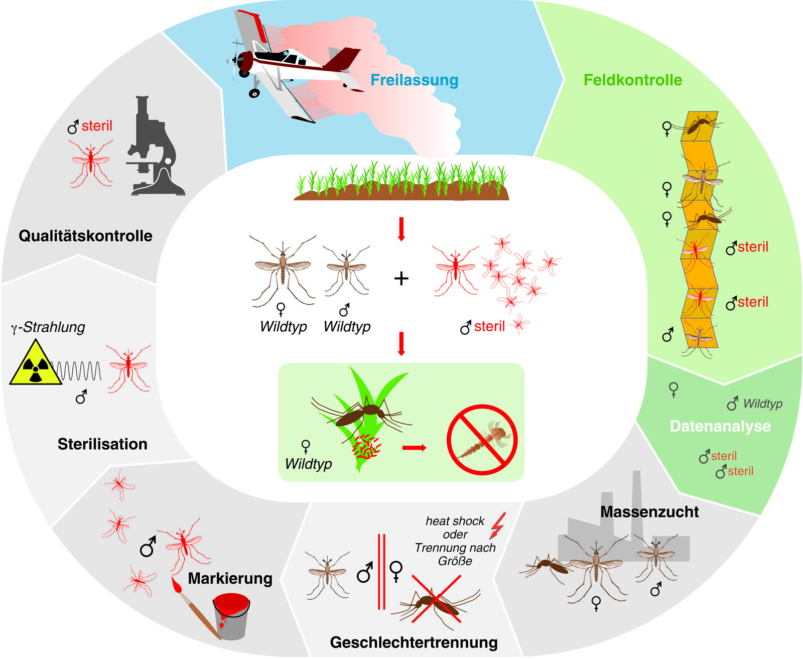 So funktioniert die Sterile Insekten-Technik (SIT).