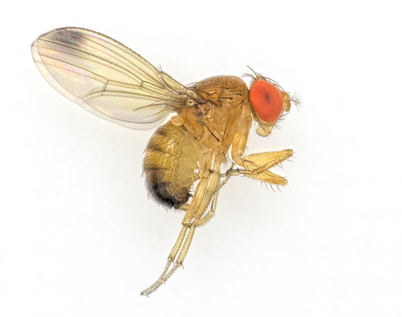 2014 sorgte die Kirschessigfliege, Drosophila suzukii, in vielen Regionen Mitteleuropas für massive Ernteausfälle bei Kirschen, Himbeeren, Pflaumen und Trauben.