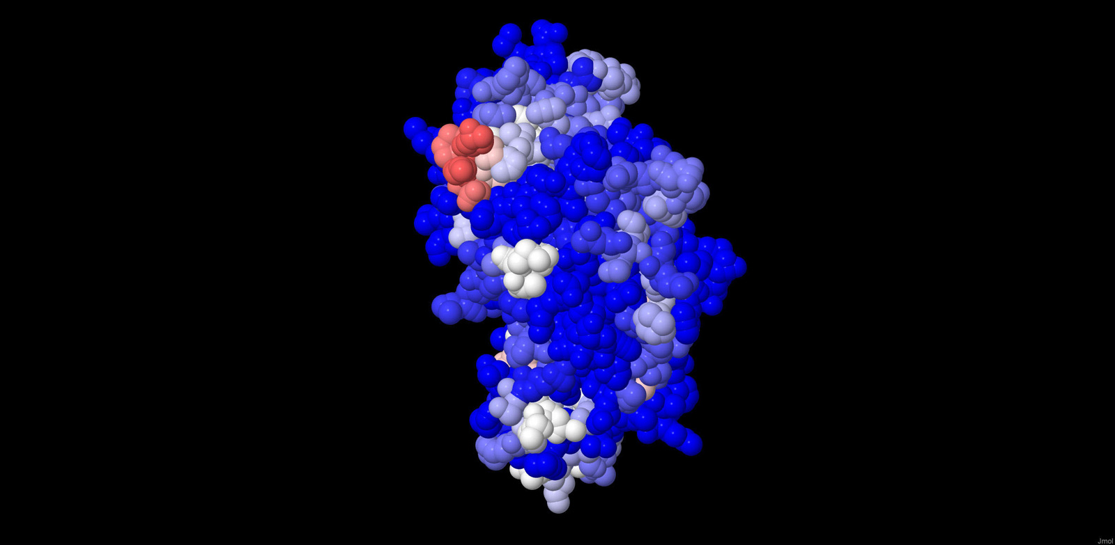 3-D Kalottenmodell eines Soyaantigens. Die von Antikörpern der Patientenseren am häufigsten erkannten Bereiche sind weiß oder sogar rot dargestellt, nicht erkannte Bereiche sind blau eingefärbt.