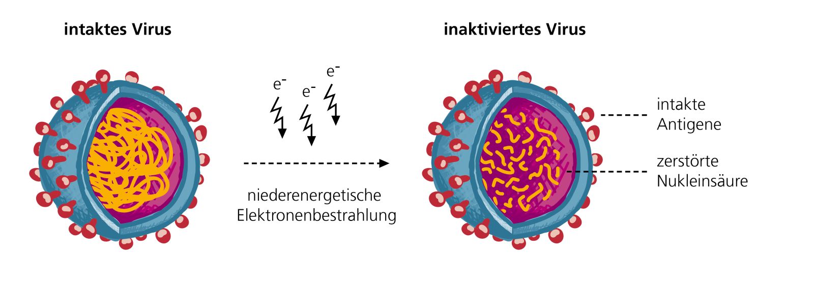 In vielen Impfstoffen werden Viren abgetötet, so dass sie dem Patienten nicht schaden können. Üblicherweise geschieht dies durch Chemikalien. Fraunhofer-Forscher gehen einen anderen Weg und bestrahlen die Erreger mit Elektronen. Die Vorteile der neuen Methode: Es fallen keine giftigen Abfälle an. Zudem geht die Inaktivierung der Erreger schneller und schonender vonstatten.