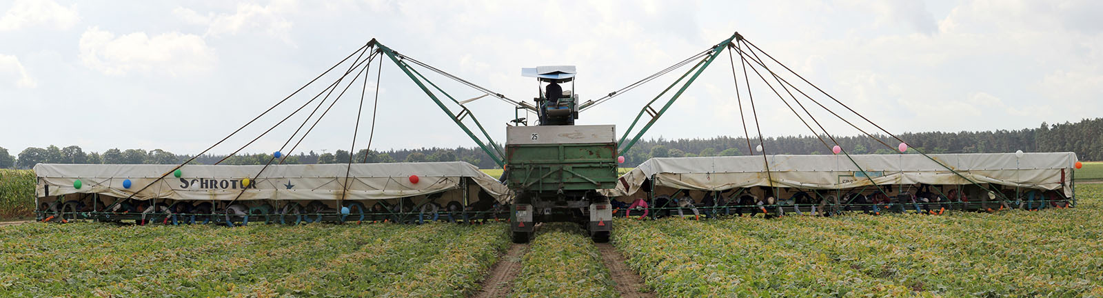Gurkenflieger werden die landwirtschaftlichen Fahrzeuge genannt, auf denen bis zu 50 Erntehelfer