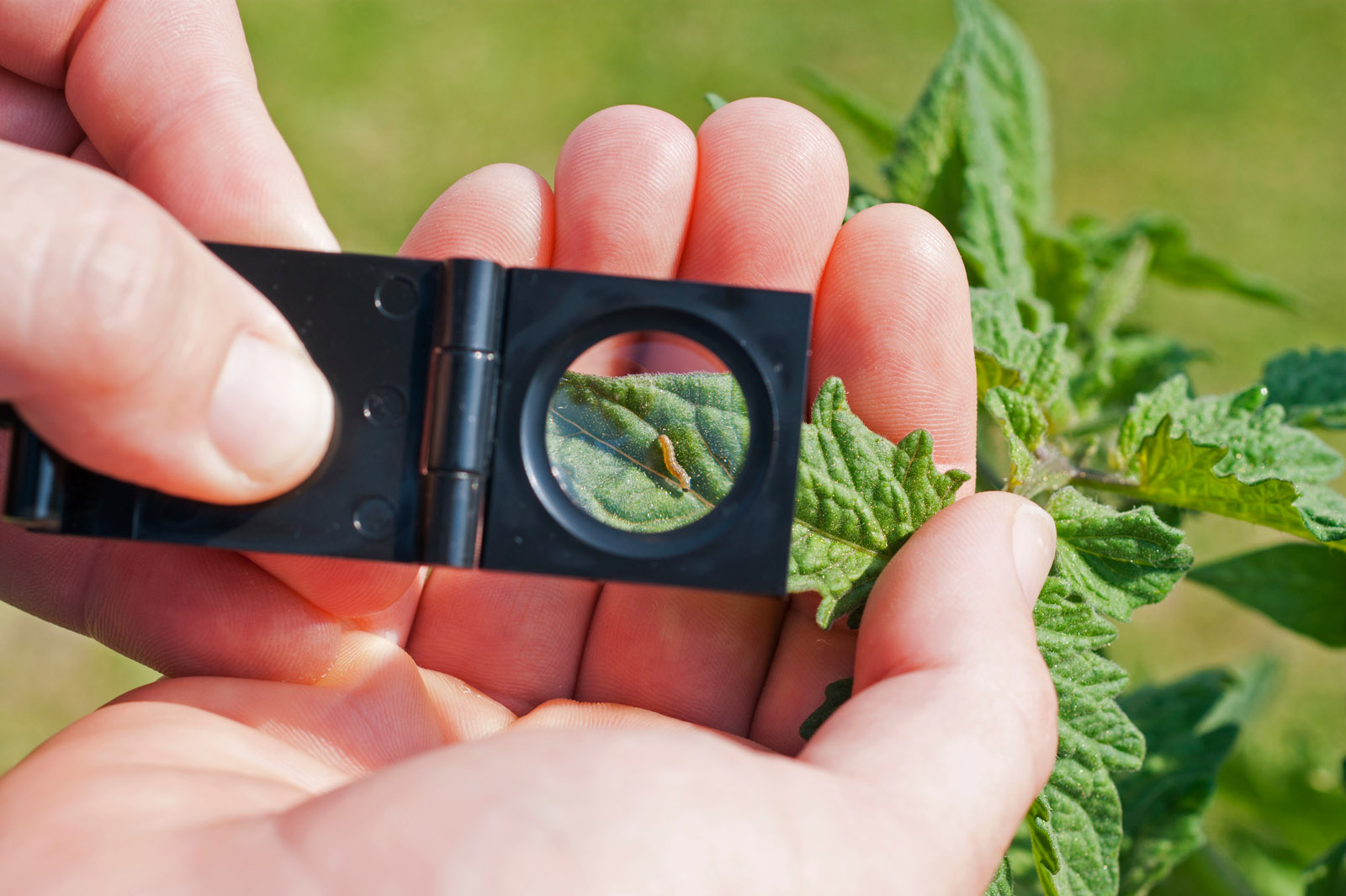 Fraßschäden an Nutzpflanzen können durch Pheromone vermieden werden.