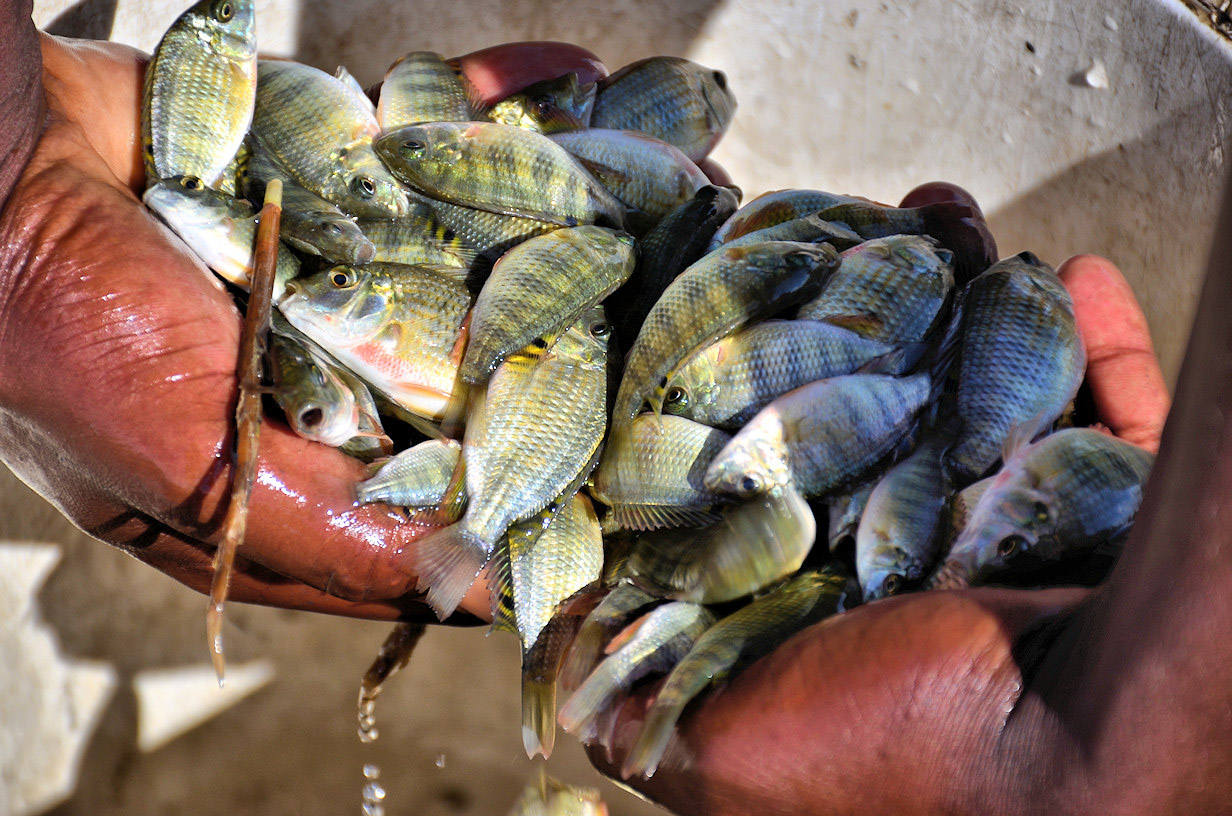 Fingerlinge des Chambo.