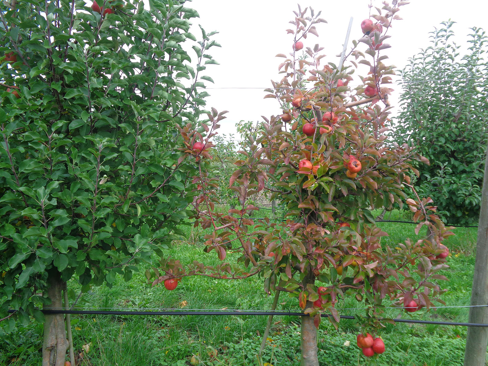 Mit Apfeltriebsucht infizierter Baum, der die Symptome Rotlaubigkeit und Kleinfrüchtigkeit zeigt.  
