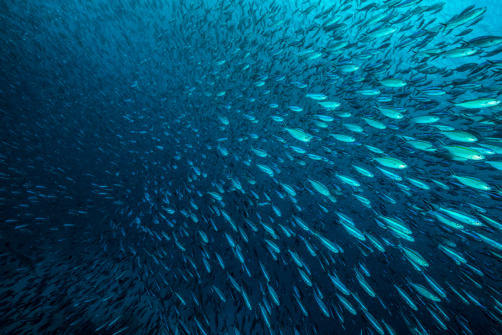 90 Prozent aller Fischbestände gelten als maximal befischt oder überfischt. Zellbasierter Fisch aus dem Bioreaktor kann künftig alternativ einen entscheidenden Beitrag zur globalen Versorgungssicherheit bei tierischem Protein leisten.