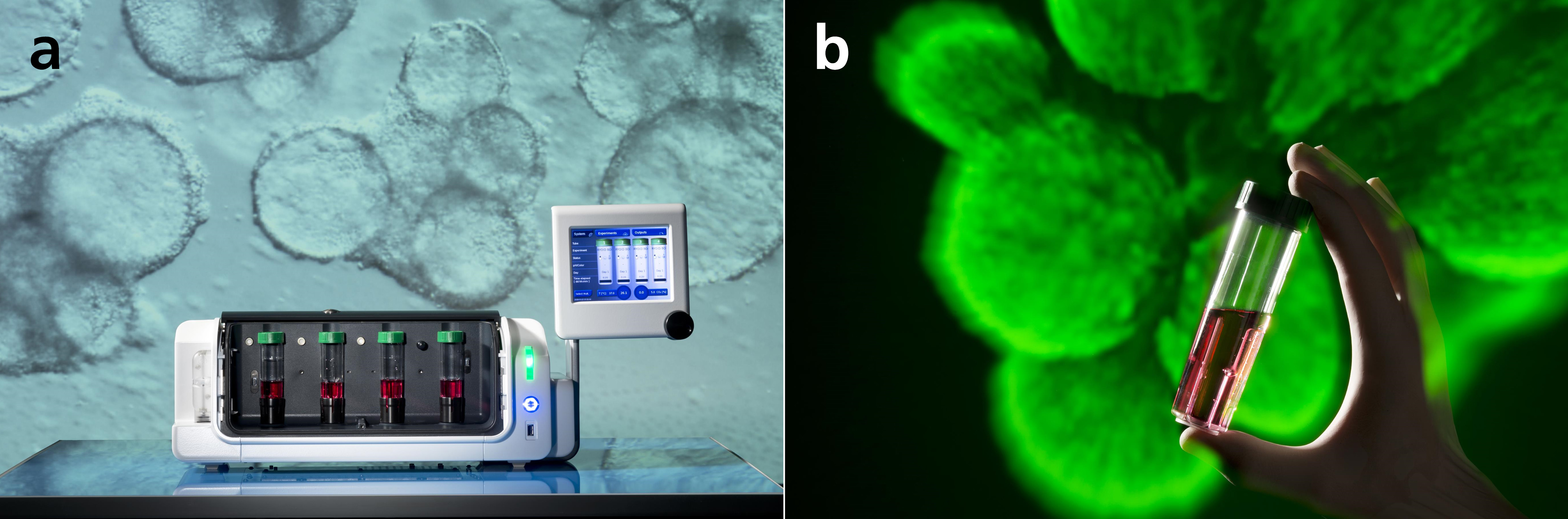 Skalierbare Stammzellprozesstechnik in Suspensionsbioreaktoren (a). Die verschiedenen Bedingungen werden in separaten Kultivierungsgefäßen (b) getestet.