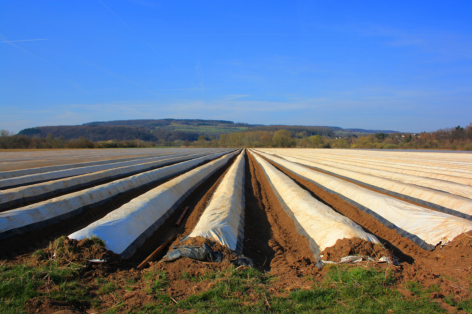 Mit Mulchfolien kontrollieren Landwirte Unkrautwachstum und Bodentemperatur. Künftig sollen sich biologisch abbaubare Mulchpapiere nach der Erntesaison selbst zersetzen.