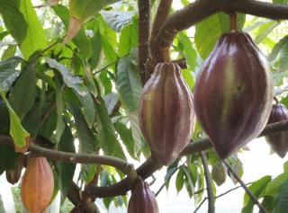 Neue Verwertungswege sollen beschädigte Kakaofrüchte für die Herstellung von Kosmetika, aber auch für Schmierstoffe und Reinigungsmittel nutzbar machen.