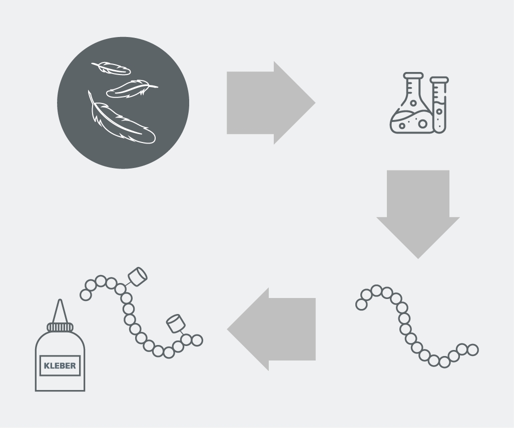 Klebstoffe aus Federn Hühnerfedern werden einem enzymatischen Prozess unterzogen, bei dem langkettige Polymere bzw. Protein-Ketten via Hydrolyse in kurzkettige Polymere gespalten werden. Diese bilden die Grundlage für die Herstellung der Klebstoffe.