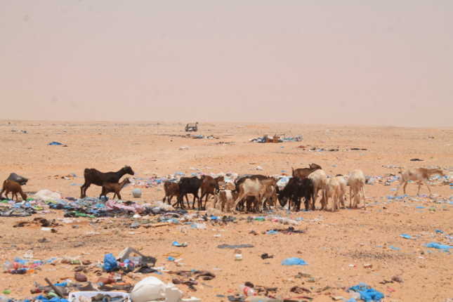 Ziegen im Flüchtlings-Camp nahe Tindouf