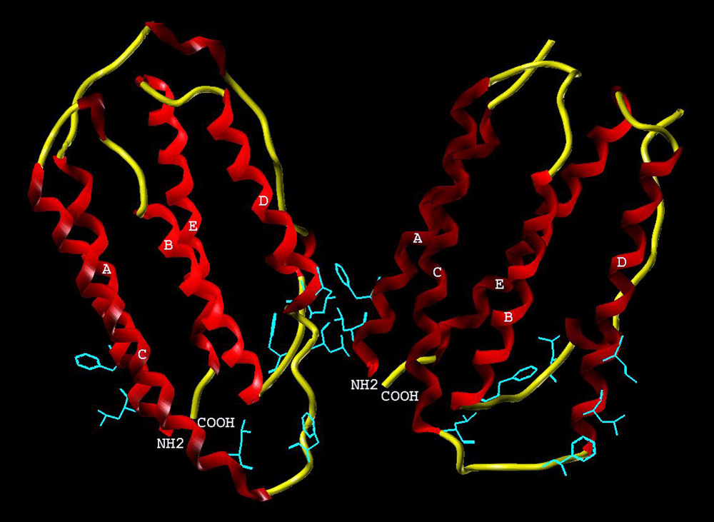 Interferon