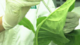 Vorschaubild zum Film "Medikamente aus Pflanzen "