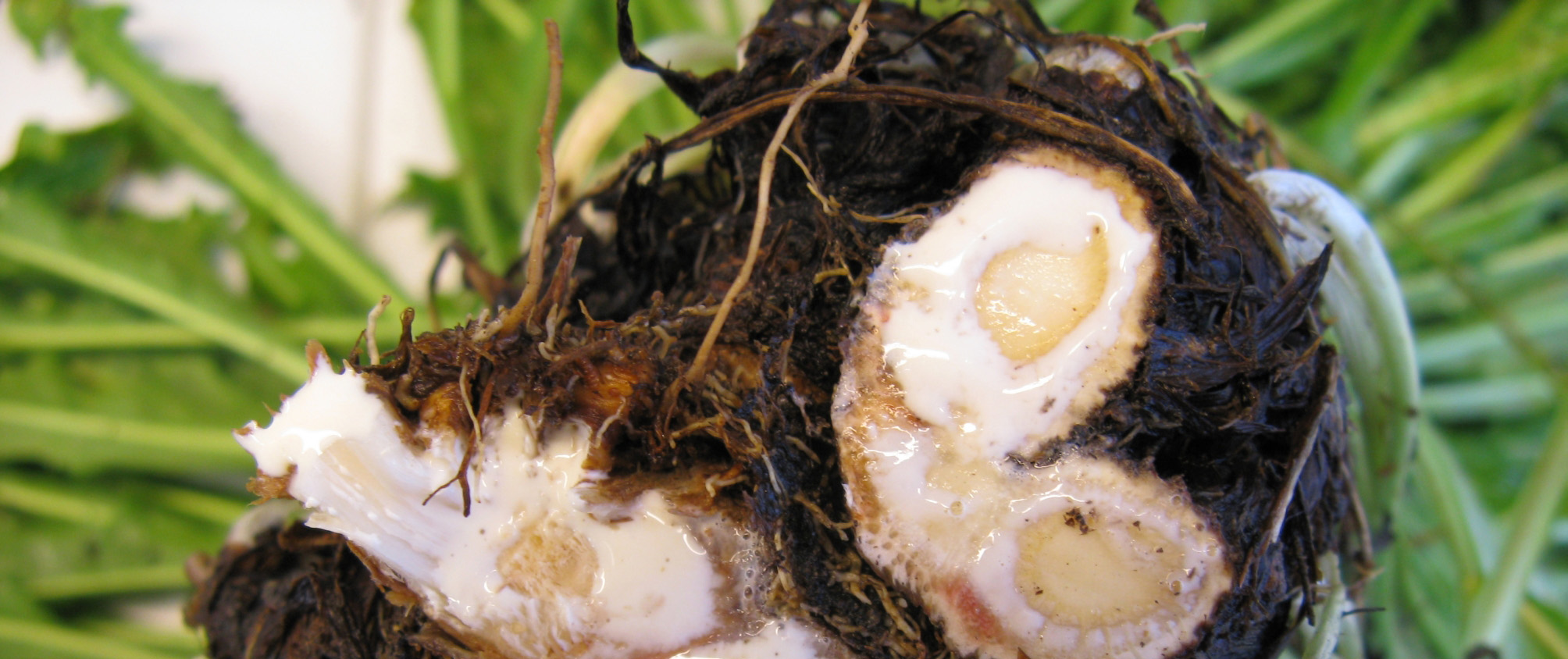 An incision at the roots reveals the Russian dandelion’s rich store of latex.