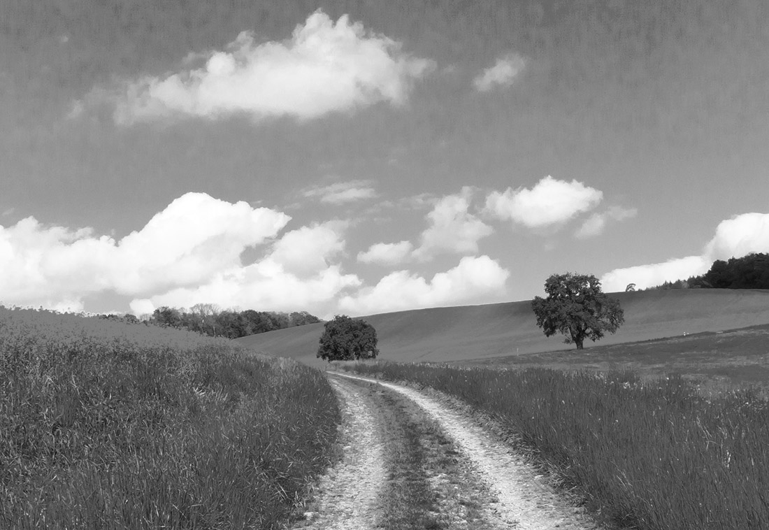 Weg im Frühling - Way in springtime