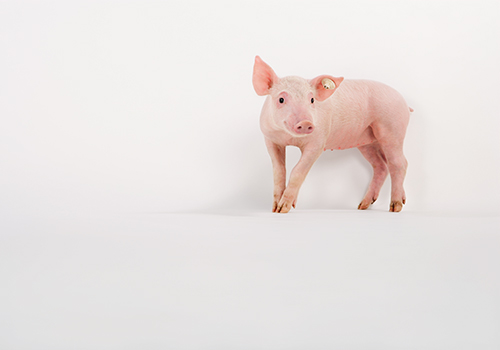 Can a pig be a new source for transplantable organs?