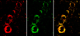 Picture: nanosensors