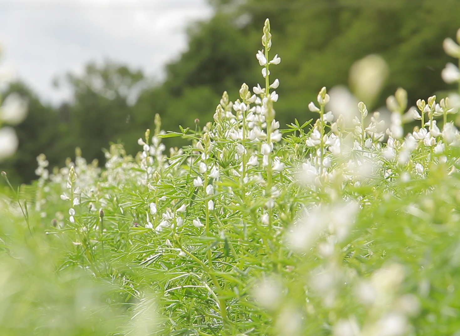 white-blooming blue sweet lupine