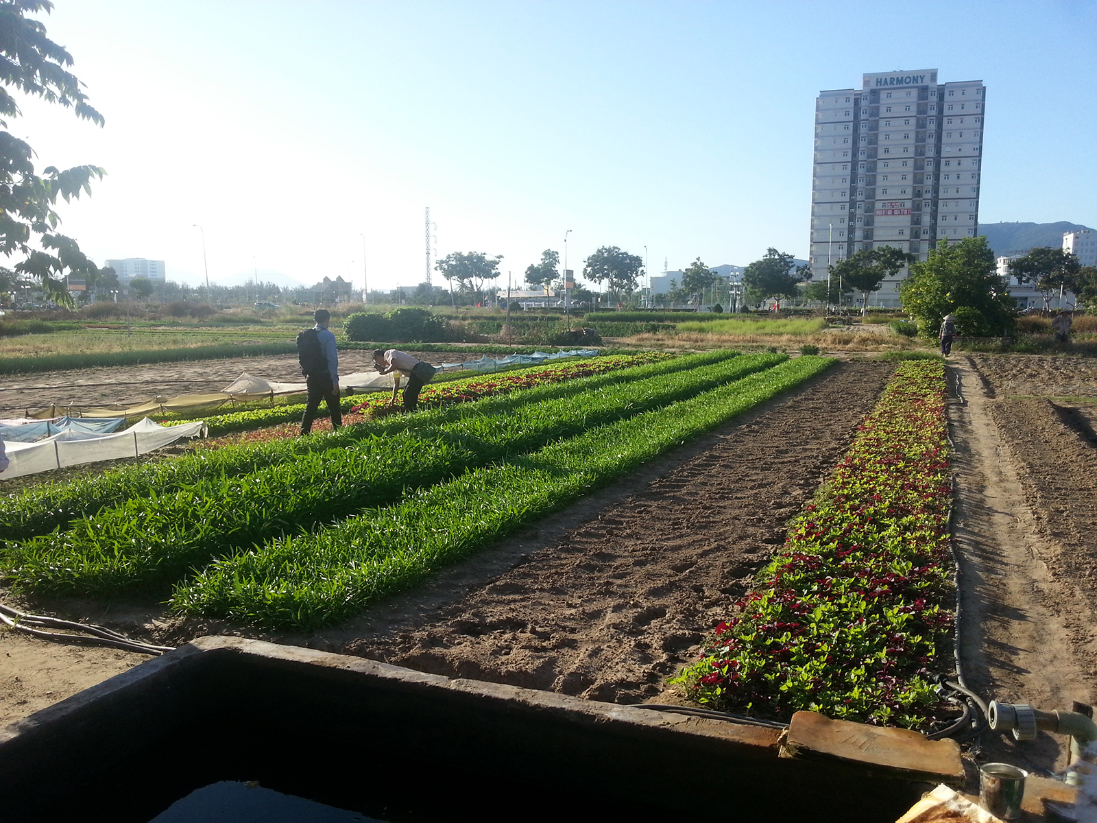 Wastewater to irrigate, fertilize and generate energy