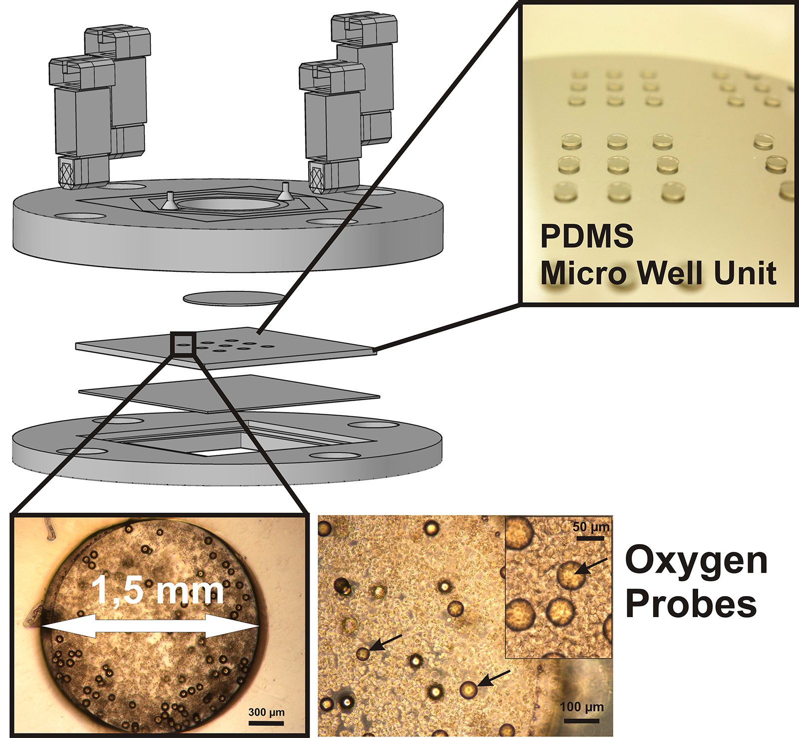 Scheme of the microfluidic bioreactor (top), and details of the wells containing microparticles (oxygen probes) and cells in the background (below).