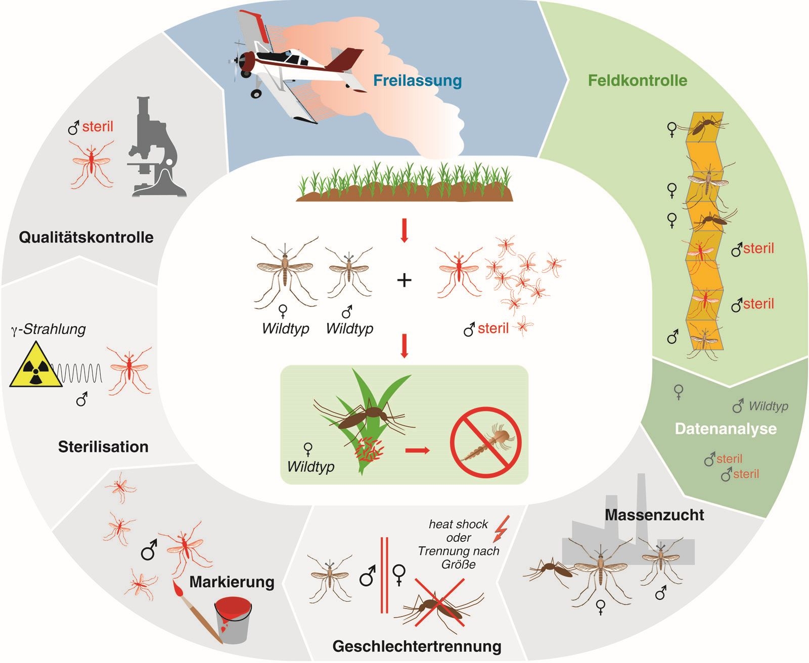 How the sterile insect technique works.