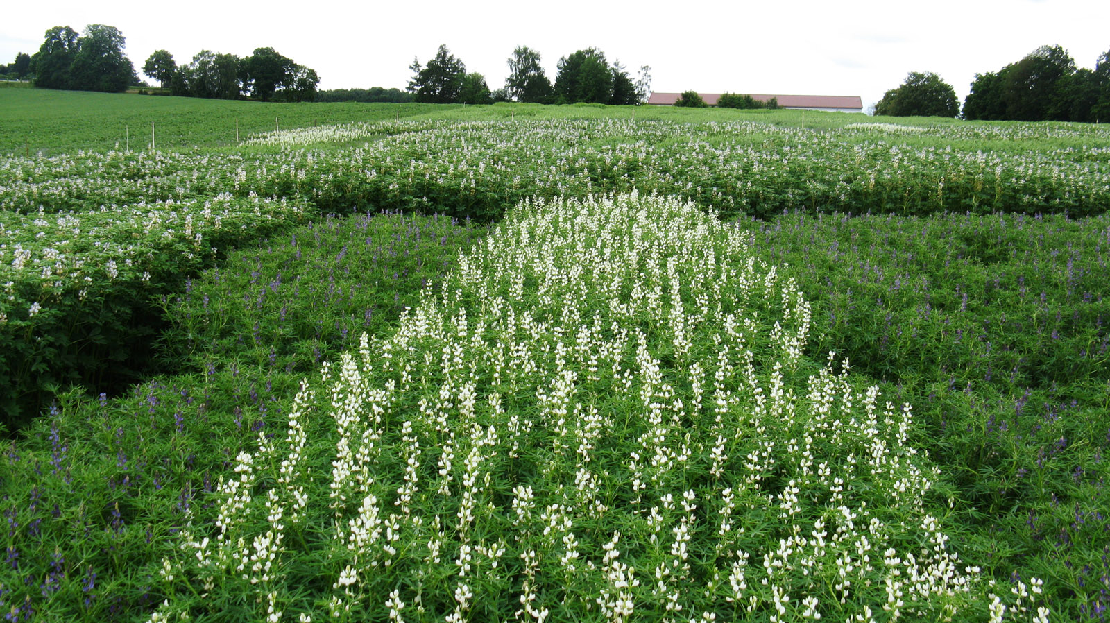 This plant is not suitable for consumption when found in the wild, yet cultivated lupines supply high-quality protein and can therefore serve as the basis for healthy refreshing beverages.