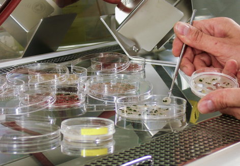 Preparation of algae for the experiments outside the ISS.