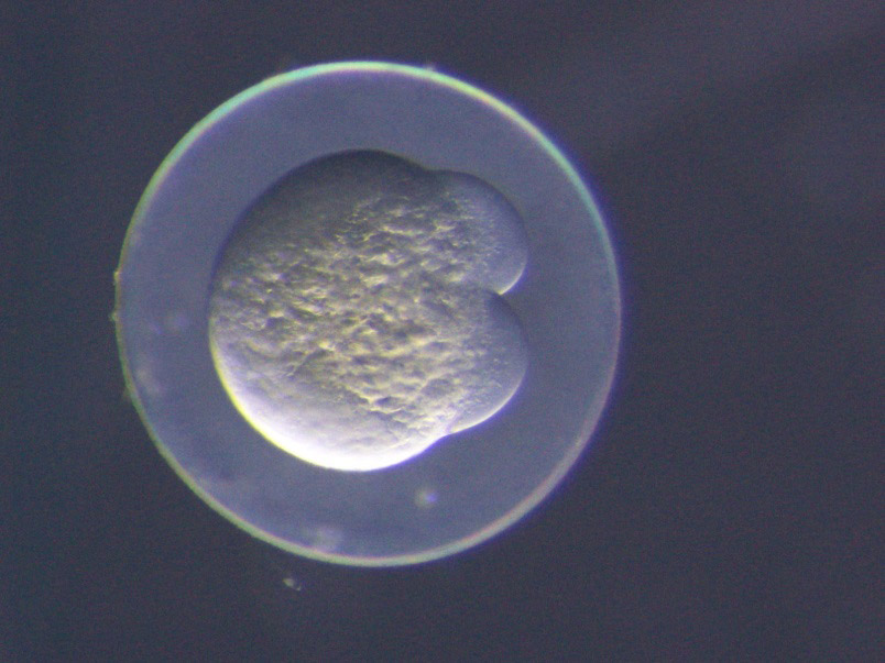 A fertilized fish egg at the two-cell stage.