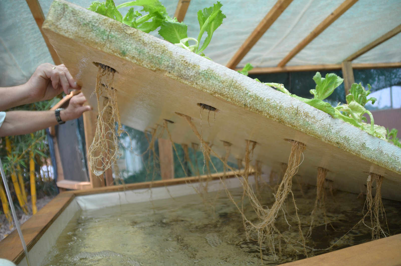 Aquaponics: The plants receive the nutrients through the water.