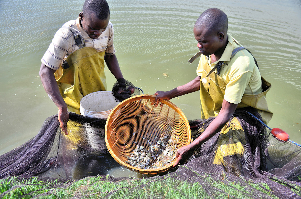 Harvesting the fingerlings.