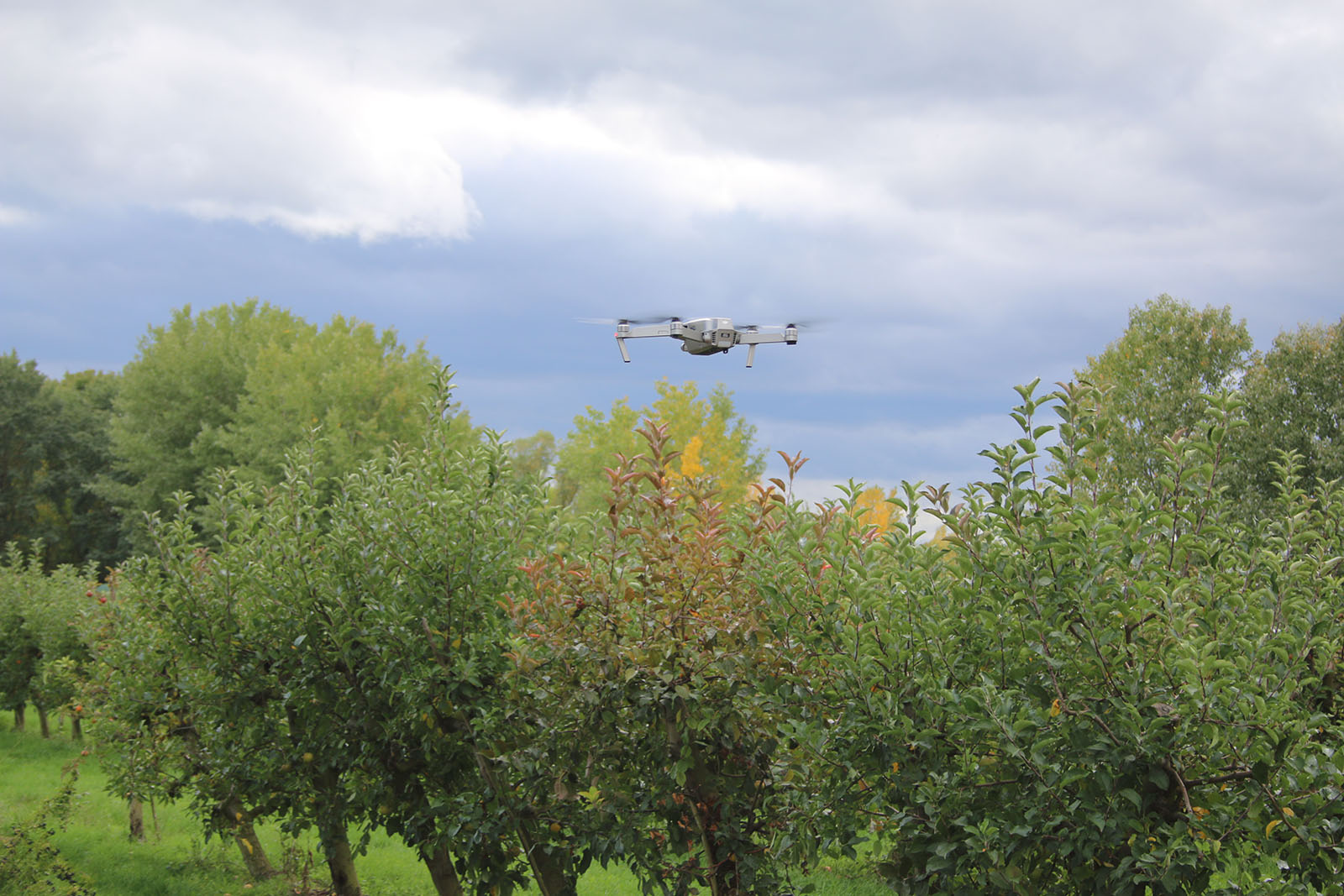 The research scientists get an overview of an entire orchard with a drone. In the future, disease symptoms will be detected right from drone or satellite images based on spectral signatures.