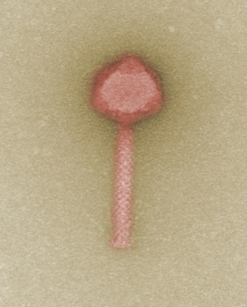 A candidate for future phage therapy - bacteriophage against multidrug-resistant clinical strains of Pseudomonas bacteria.