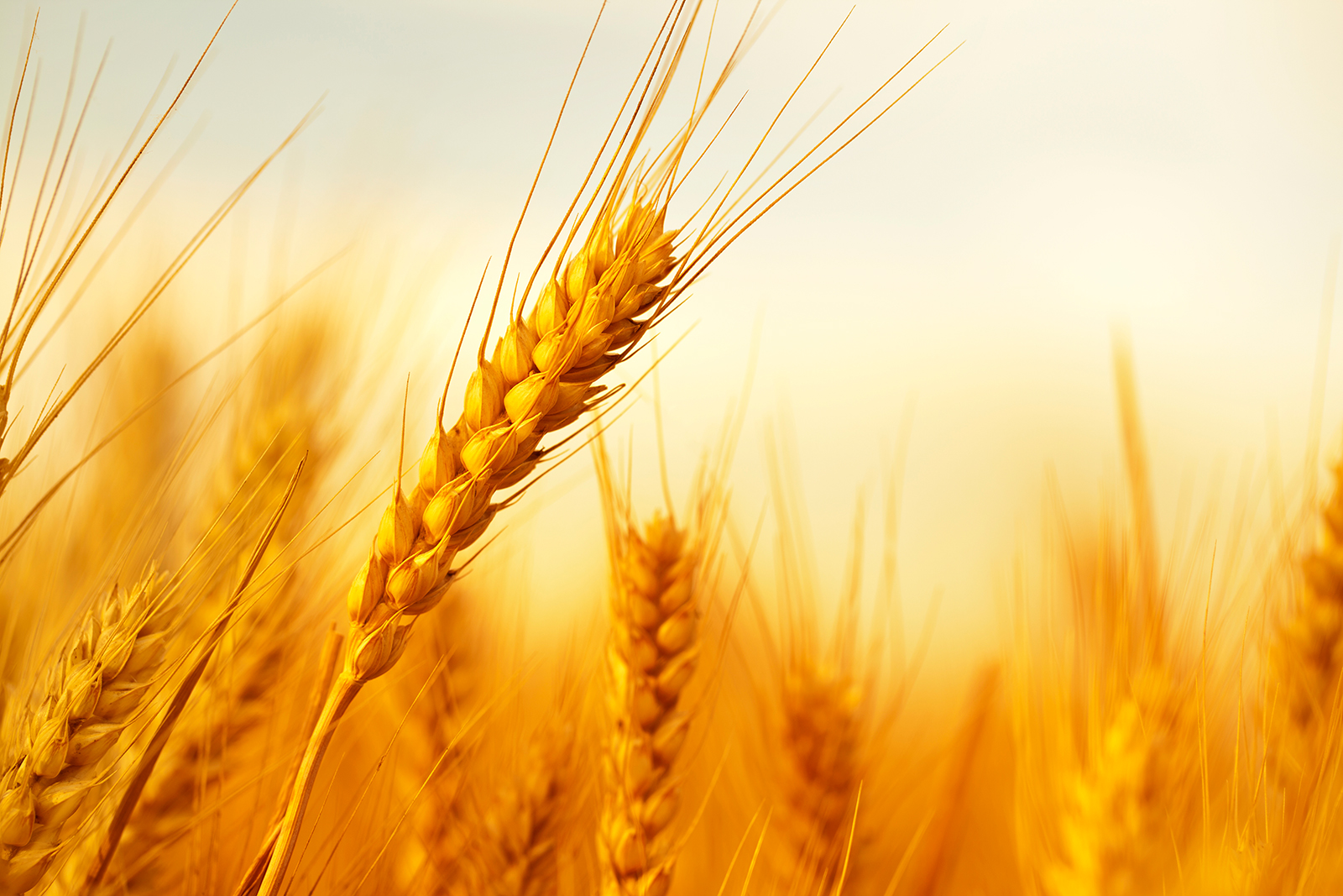 Researchers at Fraunhofer UMSICHT use bioethanol from wheat straw as fuel.