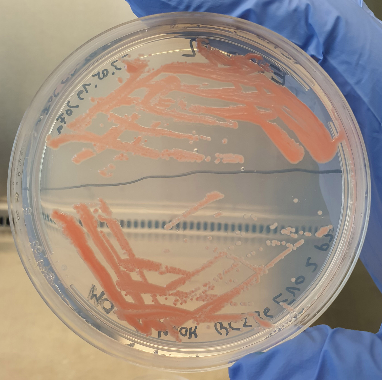 Separation smear for isolation of single colonies of M. extorquens AM1 on a methanol-containing minimal medium agar plate.