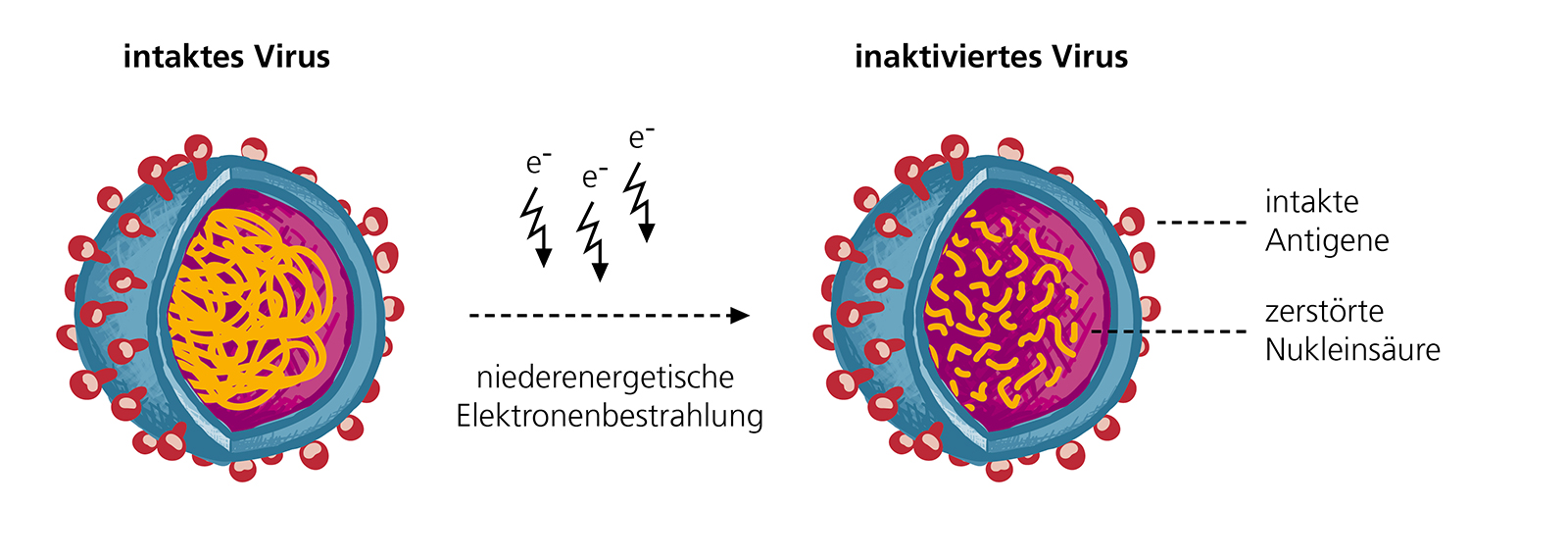 Inactivation by low-energy electron irradiation (LEEI) damages the nucleic acid inside the pathogen, while leaving the surface and antigen structure of the pathogen as intact as possible.