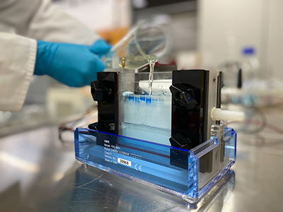 Gel electrophoresis to detect electrochemical protein degradation.