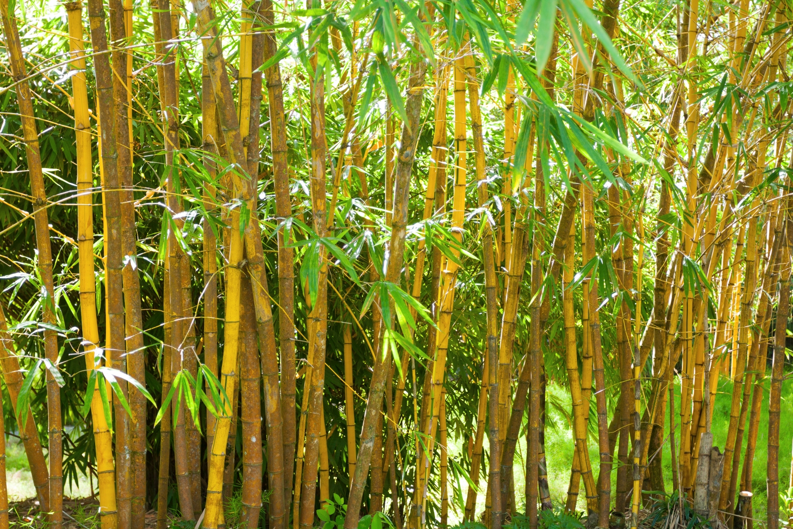 Ideal for use in building construction: Bamboo is a high-quality substitute for wood and can also be used in a very similar way.