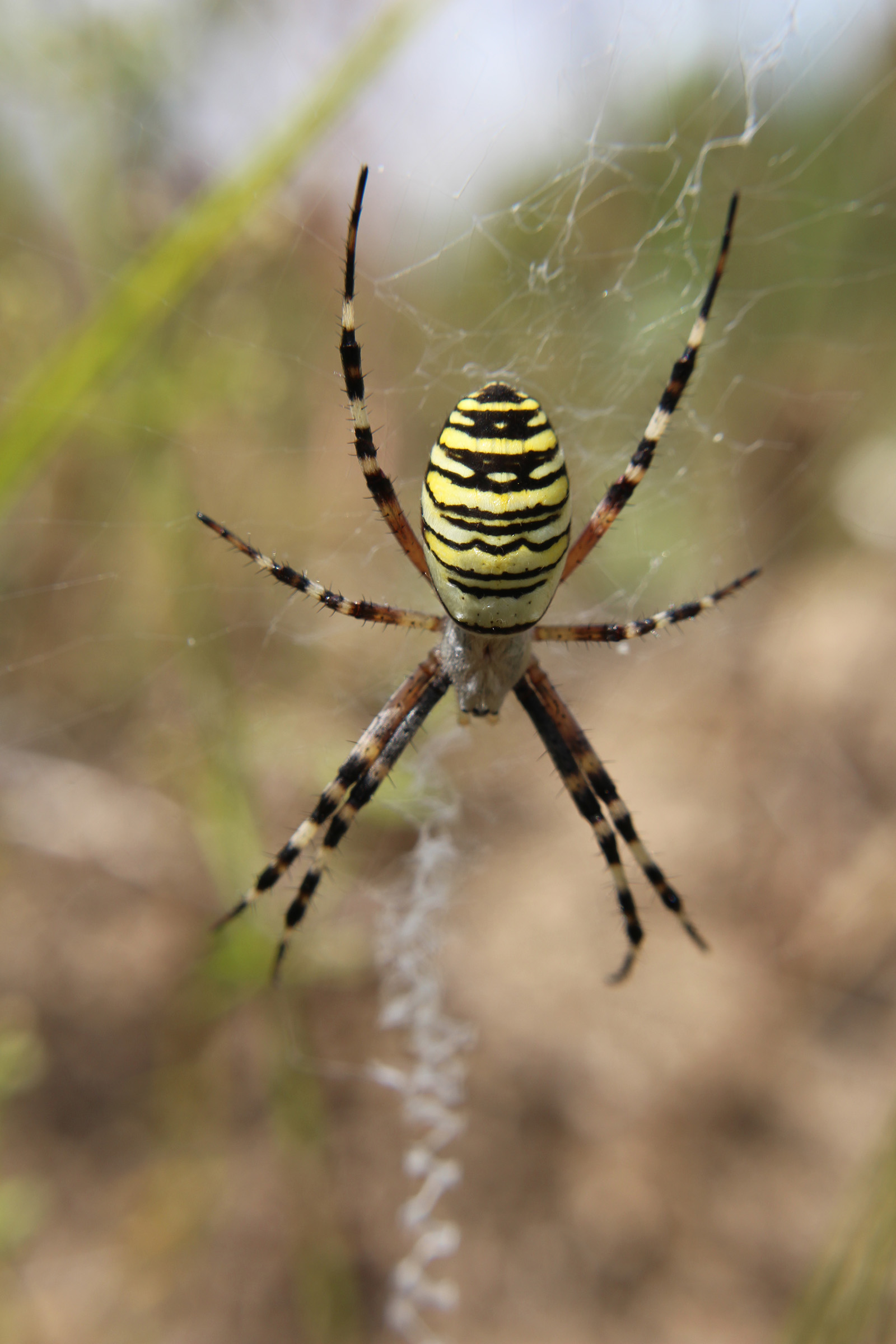 The venom cocktail of the wasp spider has only recently been deciphered.