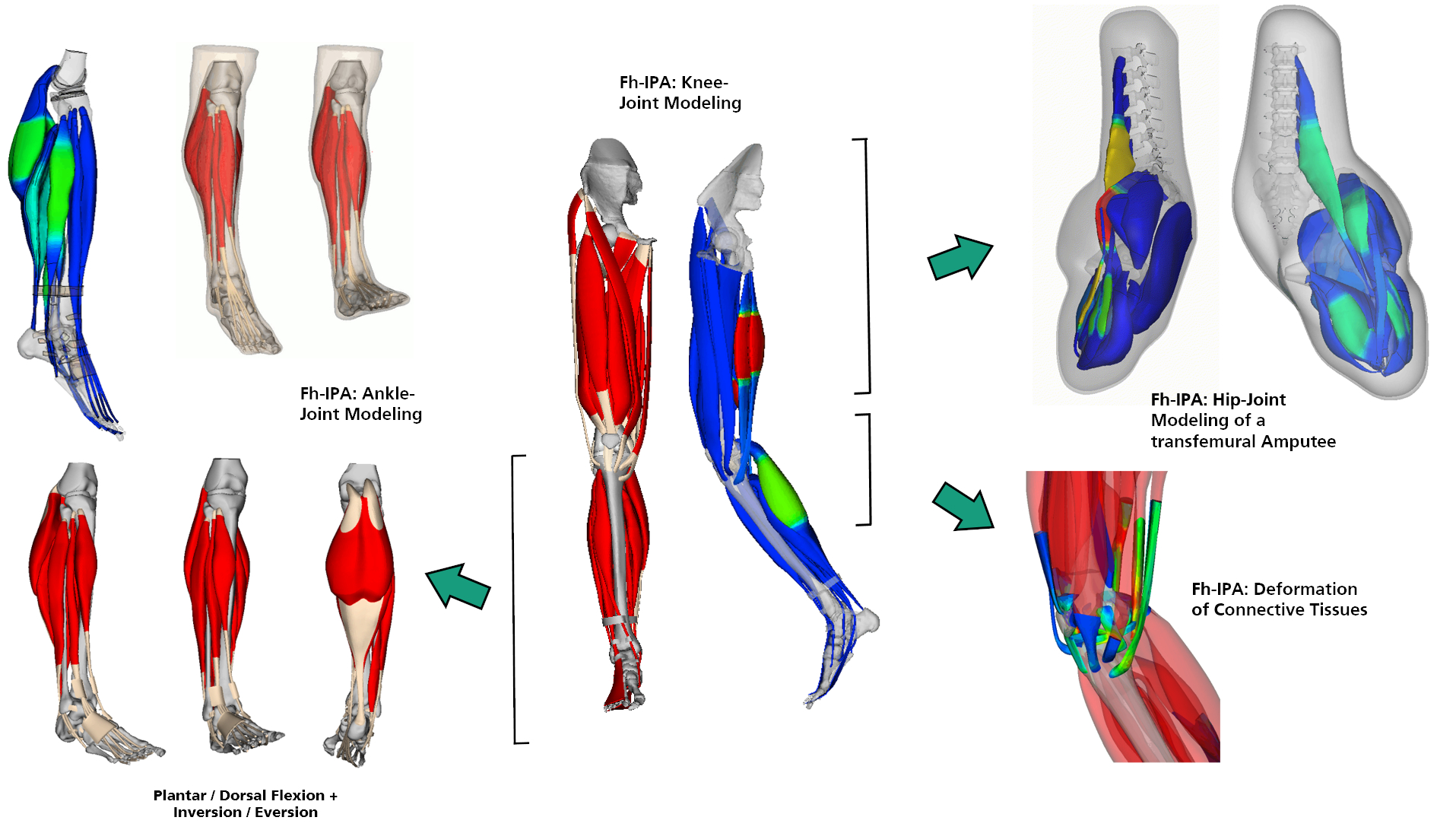 Computer modeling of physiological joint movements — forward-dynamic finite ele-ment modeling of the musculoskeletal system
