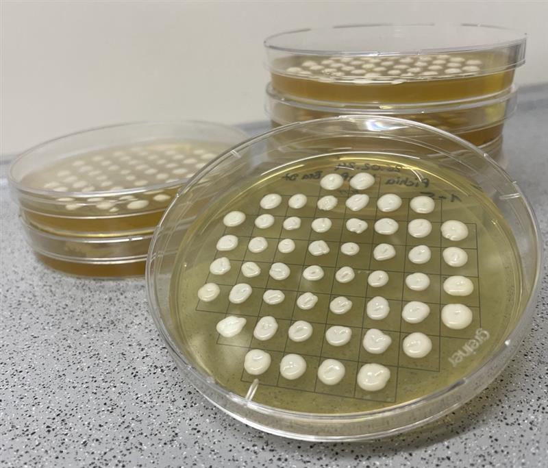 Hefen auf Agarplatten. Das Gen, das für das süß schmeckende Protein kodiert, wird in Hefezellen eingeschleust. Diese werden im Bioreaktor unter kontrollierten Bedingungen so vermehrt, dass möglichst große Mengen des süßen Proteins gebildet werden.