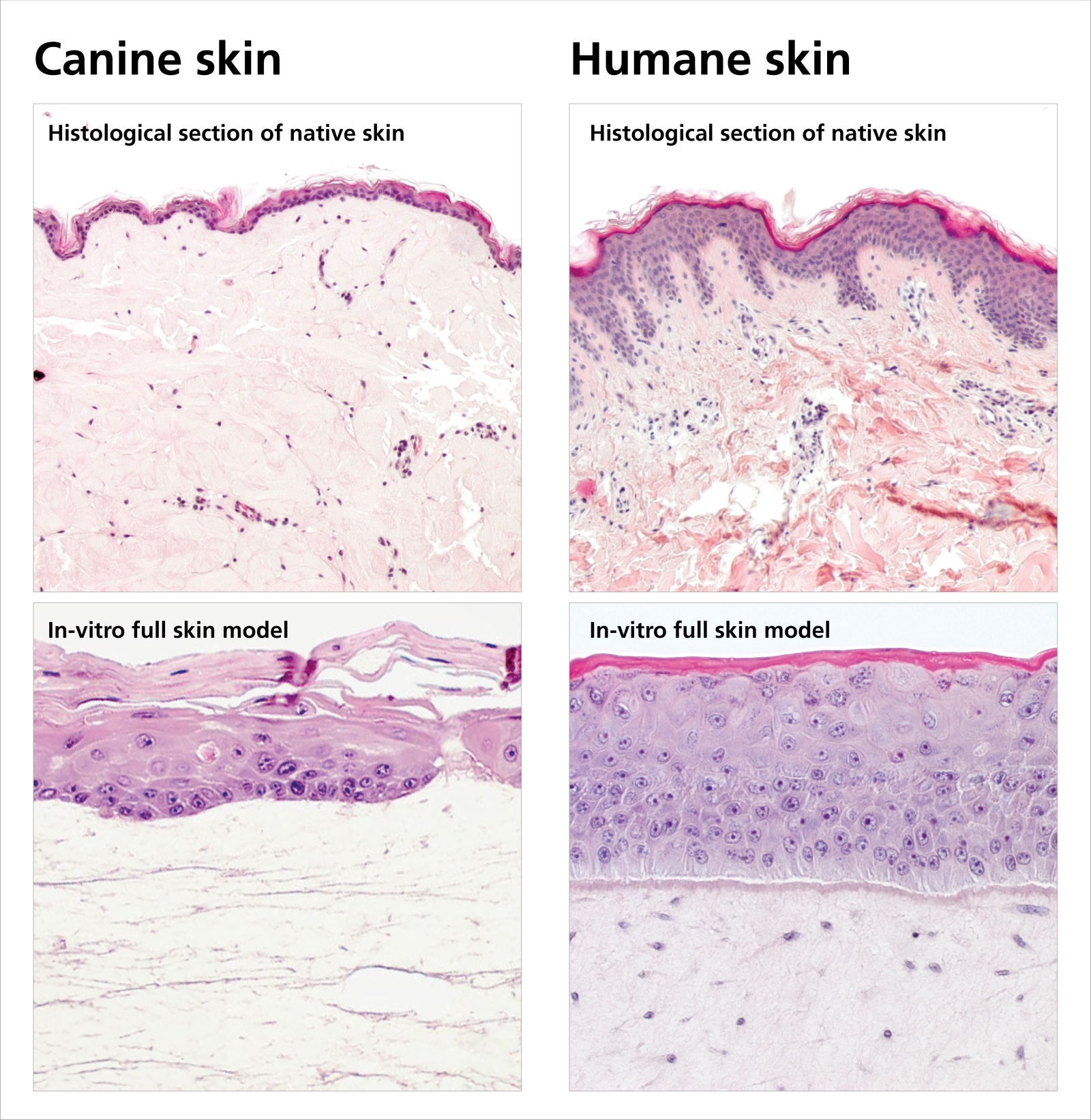 Histological sections of native canine skin (top left) and human skin (top right) show that dogs have a thinner epidermis with hardly any protective function. Microscope images of in-vitro cultivated skin equivalents (bottom) show that lab-grown canine skin (bottom left) is morphologically almost identical to the original.