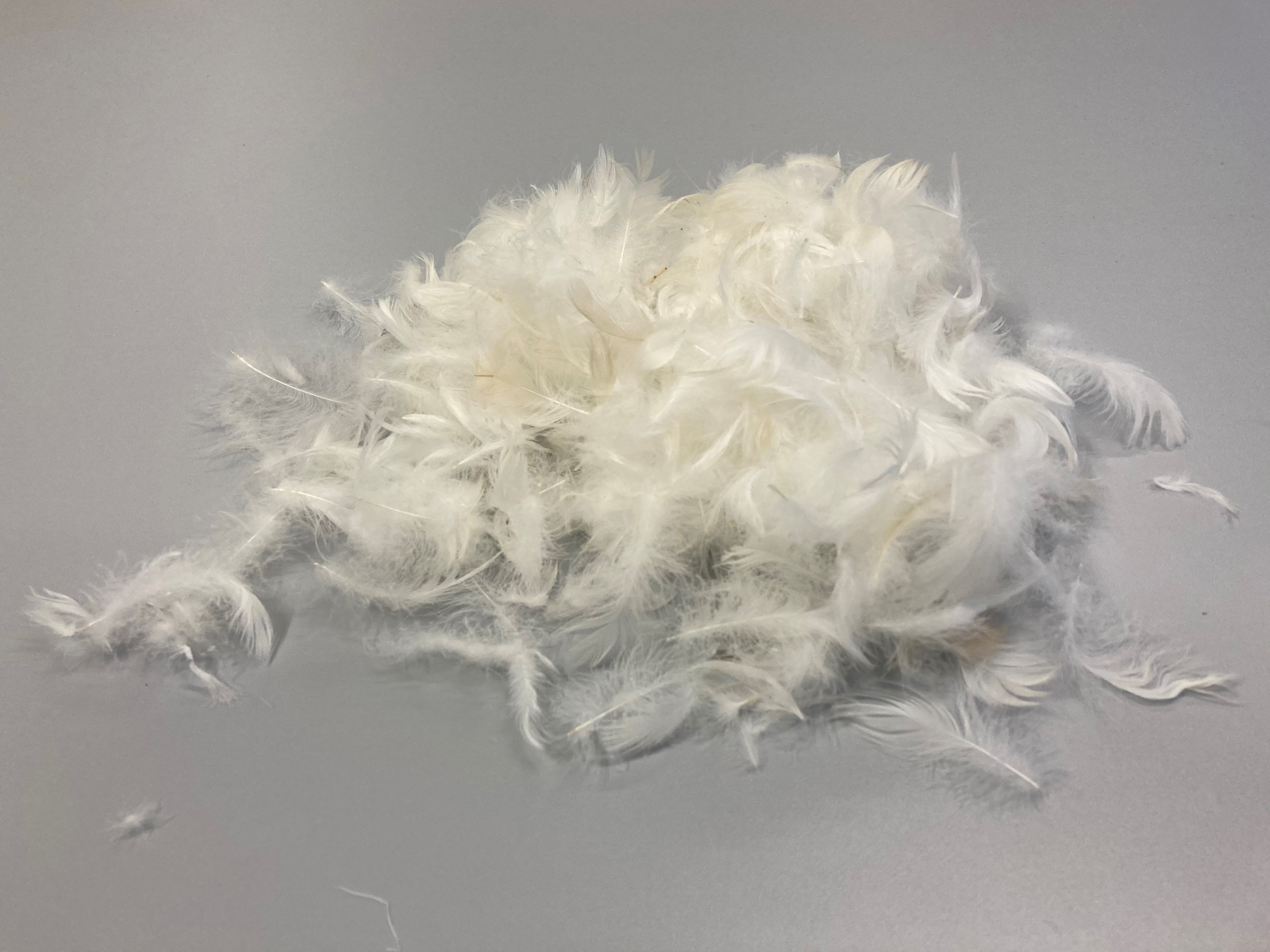 Klebstoffe aus Federn Federn enthalten Keratin, ein wasserunlösliches Strukturprotein, aus dem sich Bestandteile von Klebstoffen herstellen lassen.
