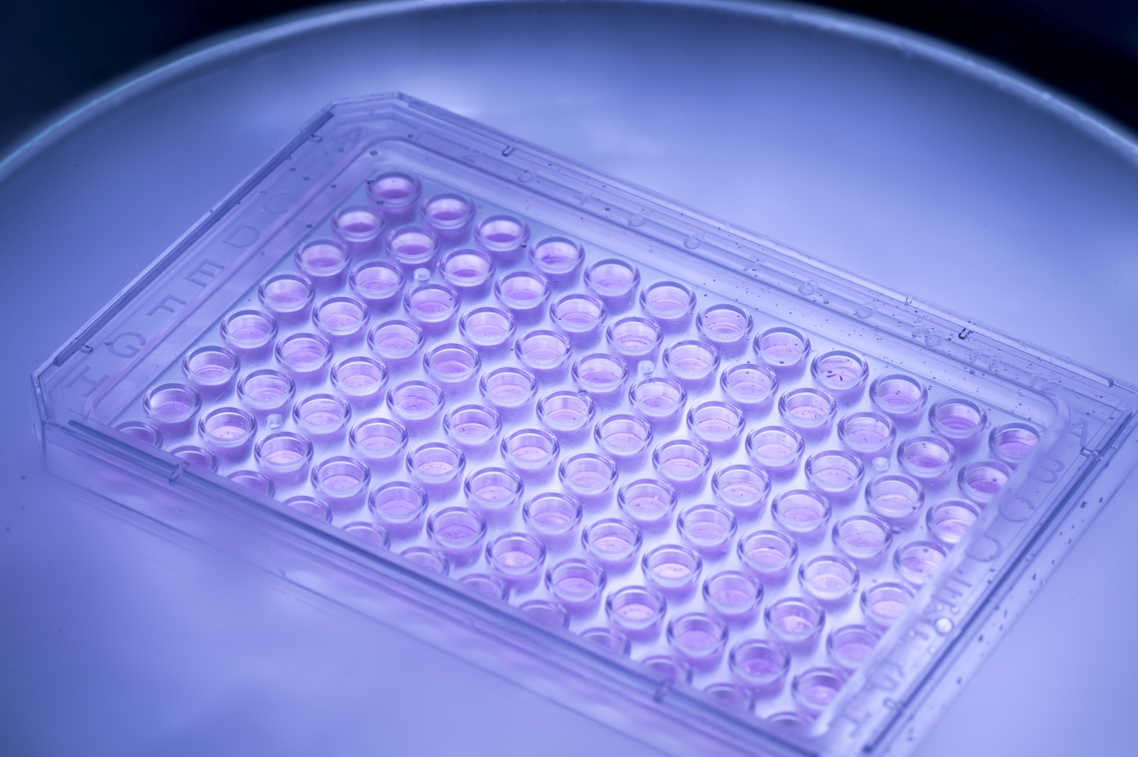 Eisfreie Kryokonservierung (Vitrifikation) adhärenter Zellsysteme im R2U-Tox-Assay-Multiwellformat