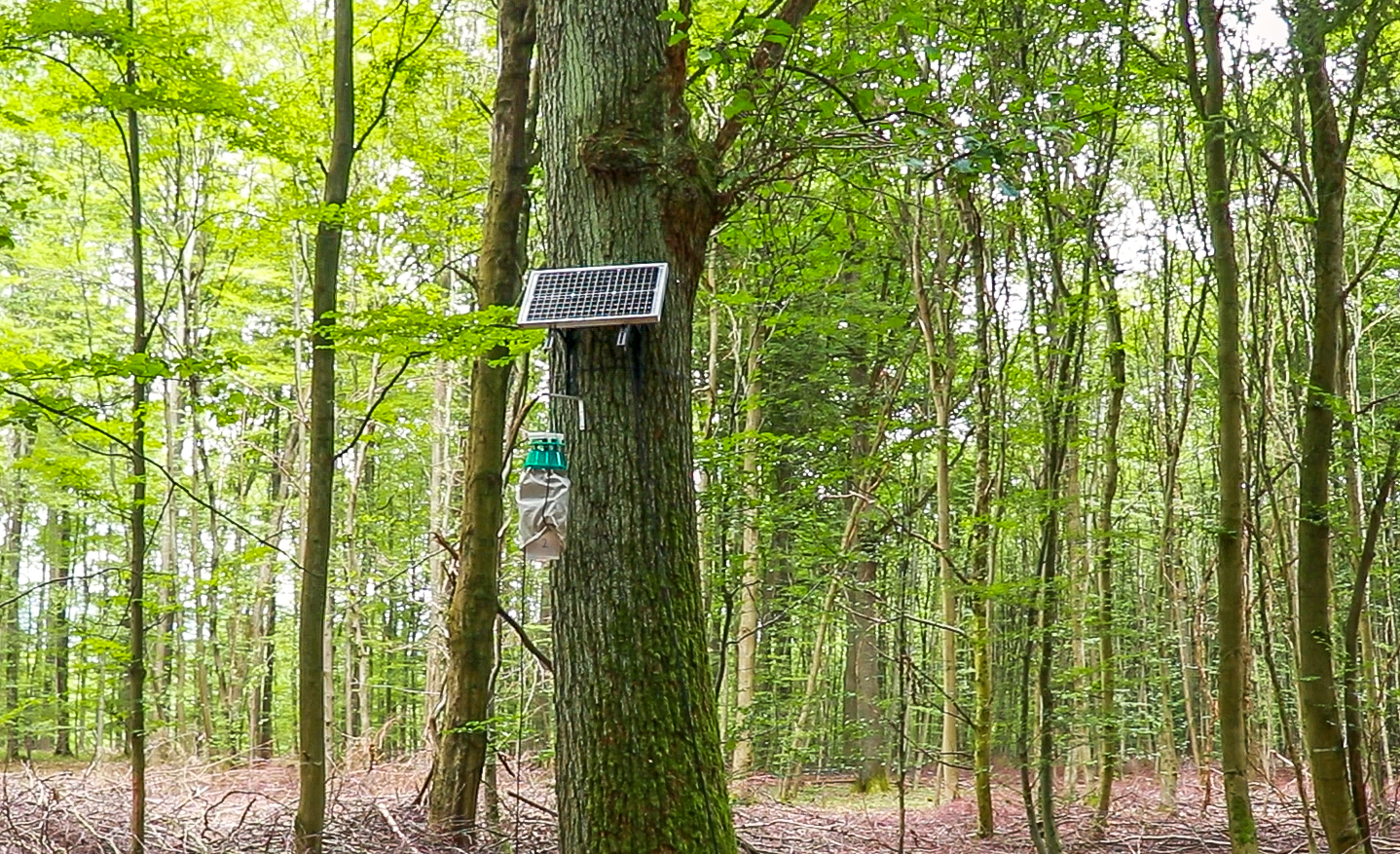 Freilandversuche im Forst bei Wetzlar (Hessen)