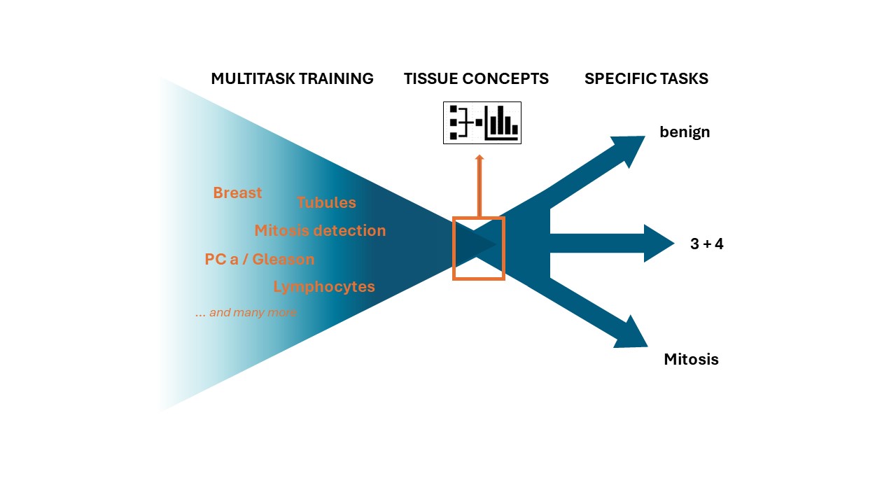 Das Tissue Concepts-Foundation Model der Fraunhofer MEVIS-Fachleute: Das Grundgerüst wird gleichzeitig auf verschiedene Aufgaben (Multitasking) vortrainiert. Erst danach folgen aufgabenspezifische Informationen.