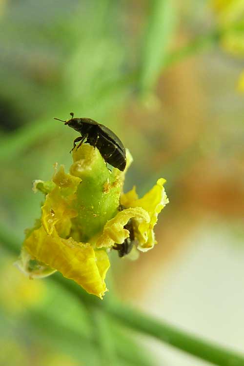 Rapeseed beetle