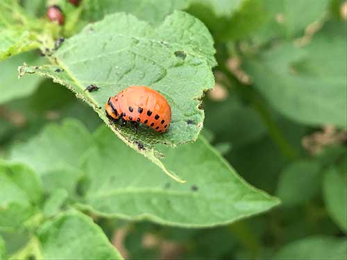 Potato beetle